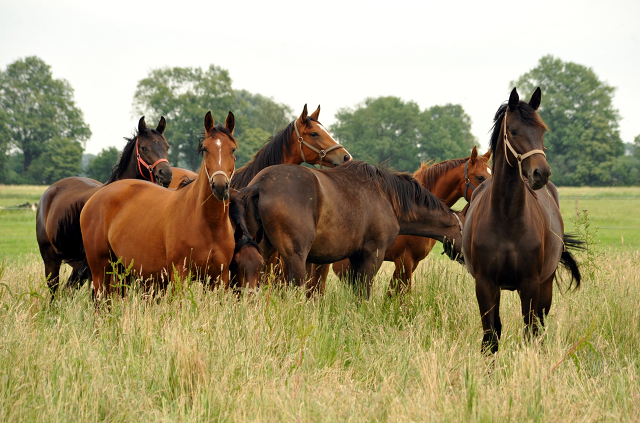 Schplitz im Juni 2016 - Foto: Beate Langels -  Trakehner Gestt Hmelschenburg