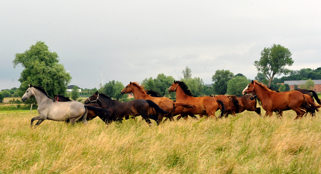 Schplitz im Juni 2016 - Foto: Beate Langels -  Trakehner Gestt Hmelschenburg