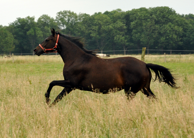 Schplitz im Juni 2016 - Foto: Beate Langels -  Trakehner Gestt Hmelschenburg