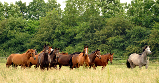 Schäplitz im Juni 2016 - Foto: Beate Langels -  Trakehner Gestüt Hämelschenburg