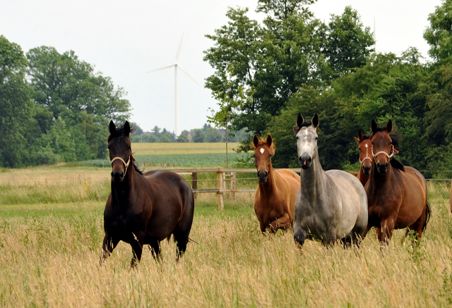 Schplitz im Juni 2016 - Foto: Beate Langels -  Trakehner Gestt Hmelschenburg