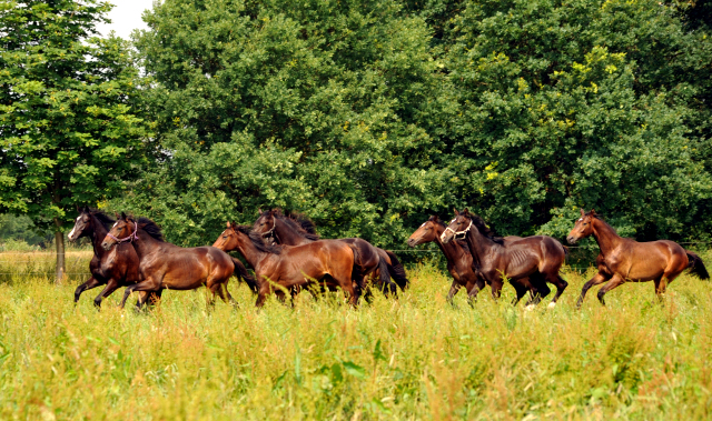 Jhrlingshengste im Gestt Schplitz im Juni 2016 - Foto: Beate Langels -  Trakehner Gestt Hmelschenburg