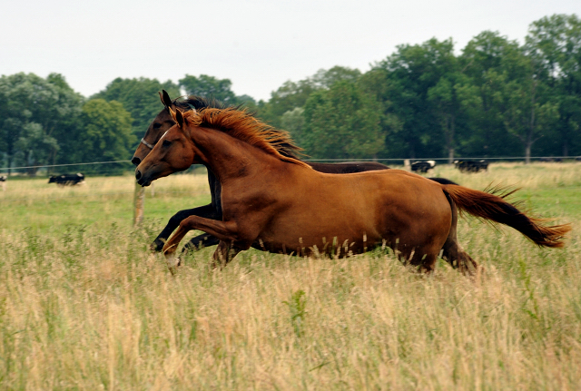 Schäplitz im Juni 2016 - Foto: Beate Langels -  Trakehner Gestüt Hämelschenburg