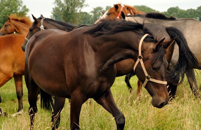 Schäplitz im Juni 2016 - Foto: Beate Langels -  Trakehner Gestüt Hämelschenburg
