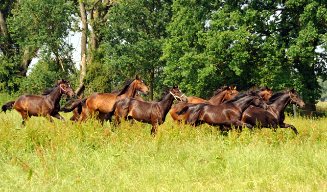 Jährlingshengste im Gestüt Schäplitz im Juni 2016 - Foto: Beate Langels -  Trakehner Gestüt Hämelschenburg