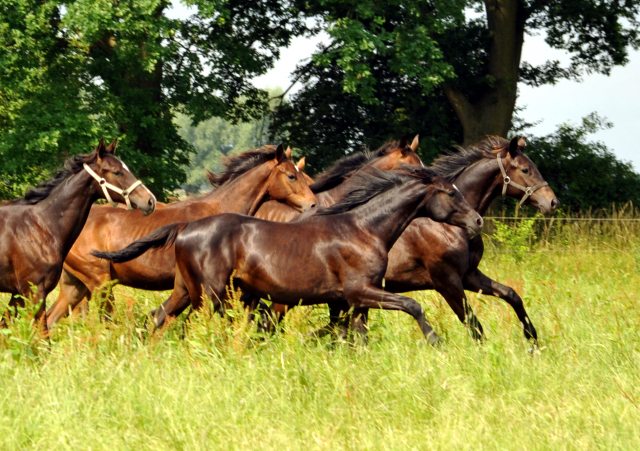 Jährlingshengste im Gestüt Schäplitz im Juni 2016 - Foto: Beate Langels -  Trakehner Gestüt Hämelschenburg