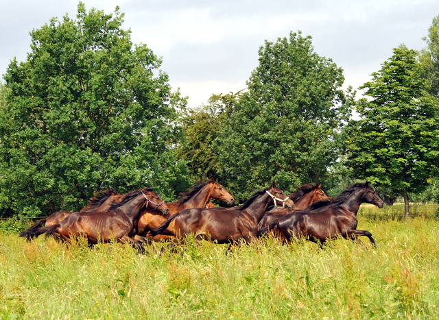 Jährlingshengste im Gestüt Schäplitz im Juni 2016 - Foto: Beate Langels -  Trakehner Gestüt Hämelschenburg