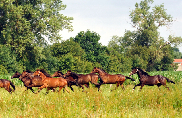 Jährlingshengste im Gestüt Schäplitz im Juni 2016 - Foto: Beate Langels -  Trakehner Gestüt Hämelschenburg