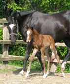 Trakehner Hengstfohlen von Summertime u.d. Schwalbensiegel v. Kostolany 
- Foto: B. Weseloh