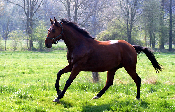 Weideaustrieb der Junghengste, Trakehner Gestt Hmelschenburg