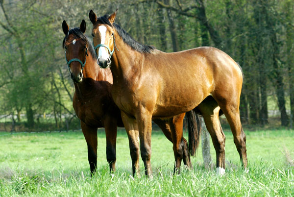 Weideaustrieb der Junghengste, Trakehner Gestt Hmelschenburg