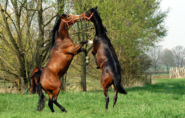Weideaustrieb der Junghengste, Trakehner Gestt Hmelschenburg