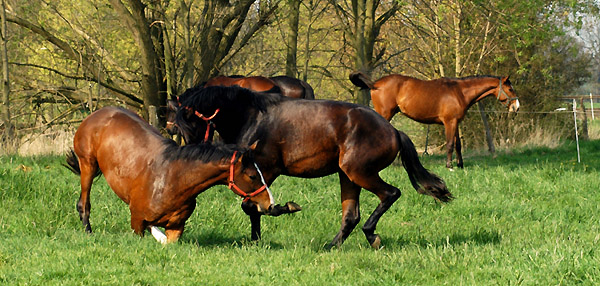 Weideaustrieb der Junghengste, Trakehner Gestt Hmelschenburg