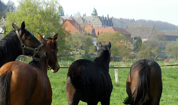 Weideaustrieb der Junghengste, Trakehner Gestt Hmelschenburg