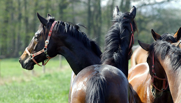 Weideaustrieb der Junghengste, Trakehner Gestt Hmelschenburg