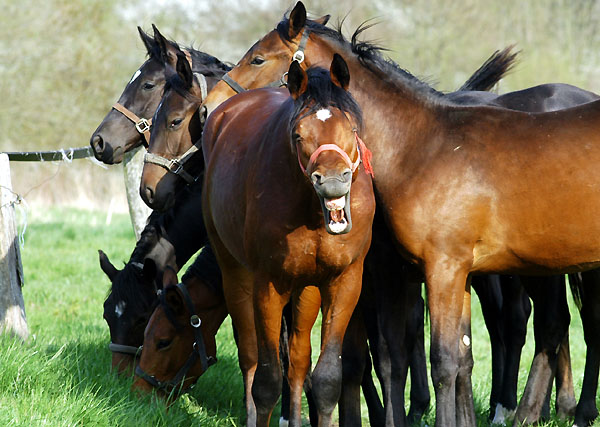 Weideaustrieb der Junghengste, Trakehner Gestt Hmelschenburg