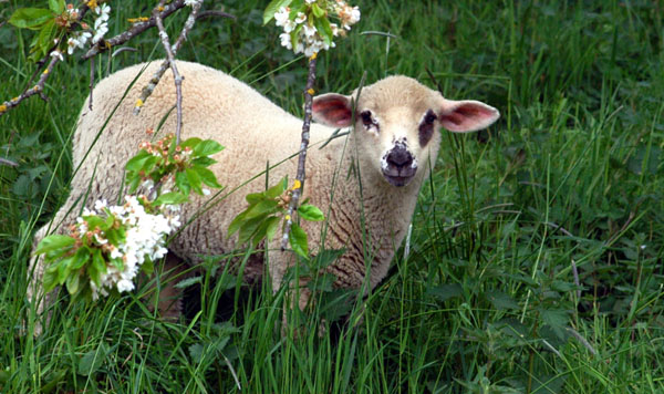 Weideaustrieb der Junghengste, Trakehner Gestt Hmelschenburg