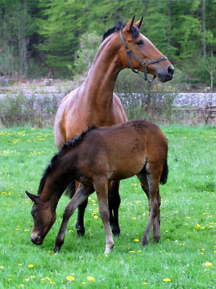  Trakehner Gestt Hmelschenburg