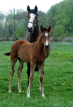 Karena mit Stutfohlen von Insterburg - Trakehner Gestt Hmelschenburg