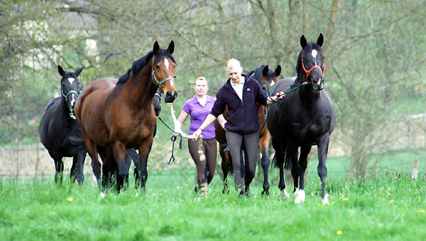 Trakehner Gestt Hmelschenburg