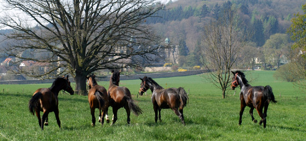 Weideaustrieb der Junghengste, Trakehner Gestt Hmelschenburg