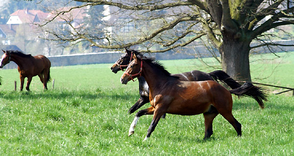 Weideaustrieb der Junghengste, Trakehner Gestt Hmelschenburg