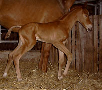 Hengstfohlen von Showmaster - Distelzar - Lehndorff's, wenige Stunden alt