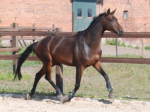 Trakehner Stute von Summertime u.d. Kadina v. Kostolany - Trakehner Gestt Hmelschenburg - Foto: Ellen Hnoch