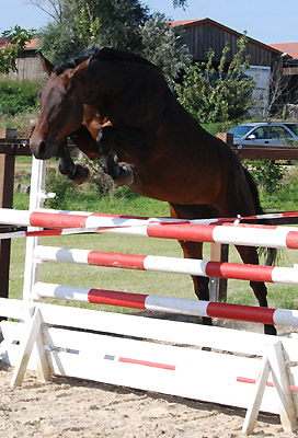 Trakehner Stute von Summertime u.d. Kadina v. Kostolany u.d. Elitestute Kleopatra II