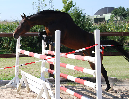 Trakehner Stute von Summertime u.d. Kadina v. Kostolany - Trakehner Gestt Hmelschenburg - Foto: Ellen Hnoch