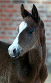 2 days old colt by Summertime out of Kadina by Kostolany, Breeder: H. Welk-Lindhorst