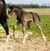 Trakehner Hengstfohlen von Saint Cyr x C'est Bon - Foto: Markus Walter