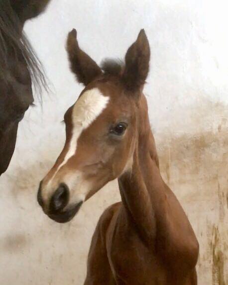 gerade geboren: Stutfohlen von High Motion x Florentianer - Foto: Willi Feltes