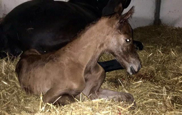 Stutfohlen von High Motion x Florentianer - Foto: Willi Feltes