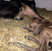 Halensee - Stutfohlen von High Motion u.d. Farfallina v. Florentianer, Foto: Willi Feltes