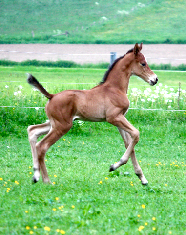 4 Tage alt: Stutfohlen von High Motion x Florentianer - Foto: Willi Feltes