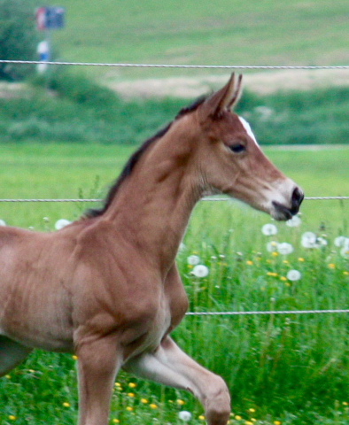 4 Tage alt: Stutfohlen von High Motion x Florentianer - Foto: Willi Feltes