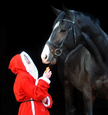 Trakehner Hengst Grand Corazn von Symont u.d. Pr.u.StPrSt. Guendalina v. Red Patrick xx - Trakehner Gestt Hmelschenburg