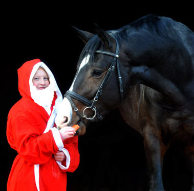 Trakehner Hengst Grand Corazn von Symont u.d. Pr.u.StPrSt. Guendalina v. Red Patrick xx - Trakehner Gestt Hmelschenburg