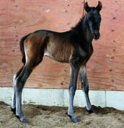 4 Tage altes Hengstfohlen von Summertime u.d. Belle de Lup v. Heuriger, Foto: privat