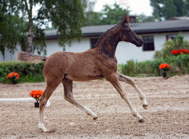 Trakehner Stutfohlen von Zauberdeyk u.d. Pr.St. Gabbana v. High Motion - Alter Fritz  - Gestt Hmelschenburg - Beate Langels - Foto Sigrun Wiecha