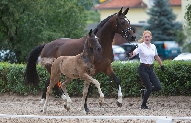 Trakehner Stutfohlen von Zauberdeyk u.d. Pr.St. Gabbana v. High Motion - Alter Fritz  - Gestt Hmelschenburg - Beate Langels - Foto Sigrun Wiecha