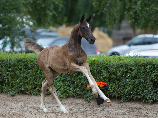 Trakehner Stutfohlen von Zauberdeyk u.d. Pr.St. Gabbana v. High Motion - Alter Fritz  - Gestt Hmelschenburg - Beate Langels