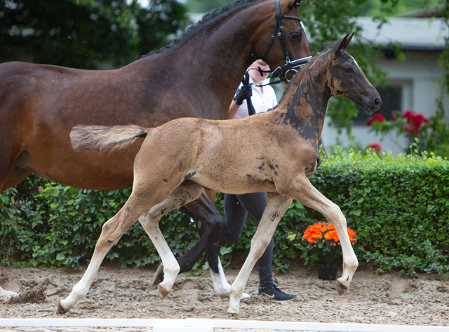 Trakehner Stutfohlen von Zauberdeyk u.d. Pr.St. Gabbana v. High Motion - Alter Fritz  - Gestt Hmelschenburg - Beate Langels - Foto Sigrun Wiecha