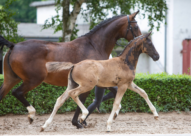 Trakehner Stutfohlen von Zauberdeyk u.d. Pr.St. Gabbana v. High Motion - Alter Fritz  - Gestt Hmelschenburg - Beate Langels - Foto Sigrun Wiecha