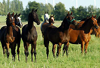 Hmelschenburger Pferde im Gestt Schplitz
