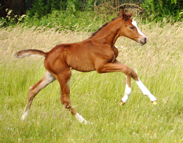 Stutfohlen von Saint Cyr x Friedensfrst - 3 Tage alt
