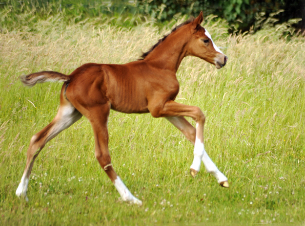 Stutfohlen von Saint Cyr x Friedensfrst - 3 Tage alt