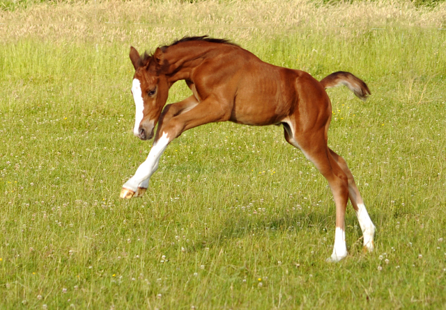 Stutfohlen von Saint Cyr x Friedensfrst - 3 Tage alt