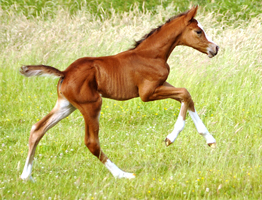 Stutfohlen von Saint Cyr x Friedensfrst - Foto: Beate Langels